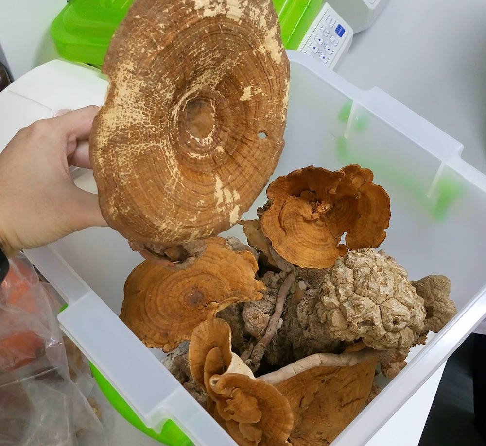 Cendawan susu harimau