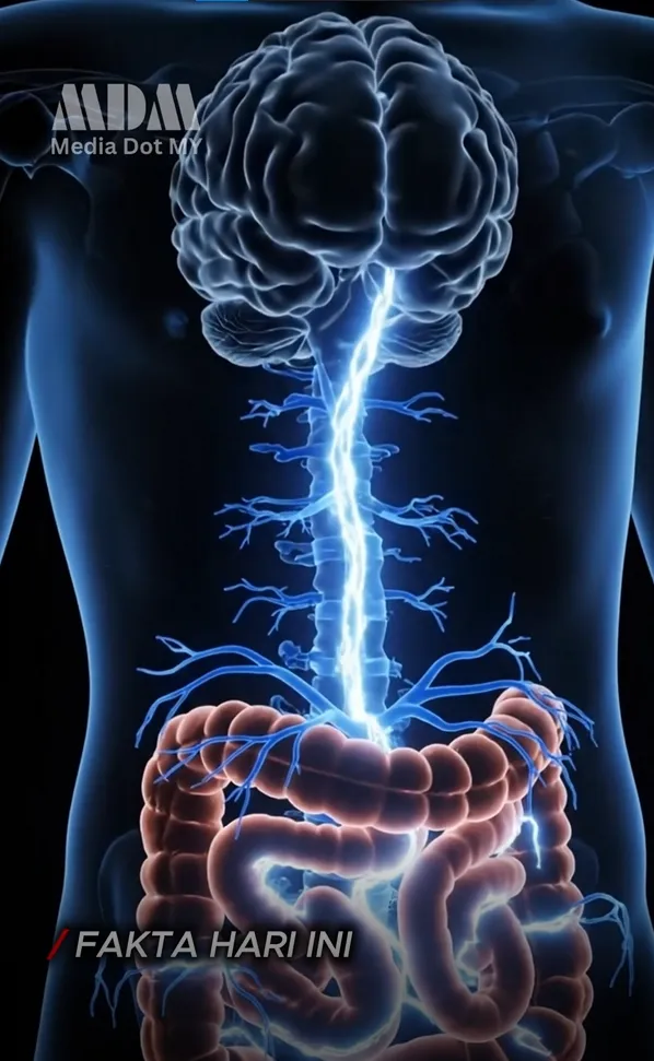 mediadotmy usus dan otak bersambung