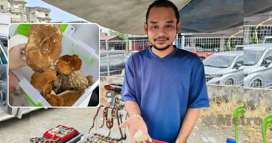 cendawan susu harimau