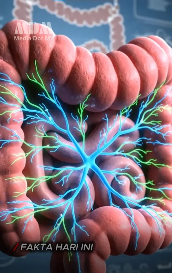 Mediadotmy gambar usus